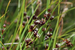 Juncus alpinoarticulatus
