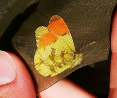 Anthocharis euphenoides