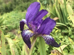 Iris × germanica