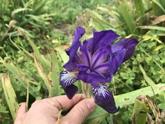 Iris × germanica