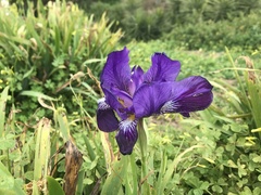 Iris × germanica