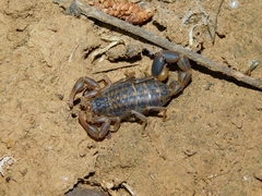 Uroplectes lineatus