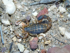 Uroplectes lineatus