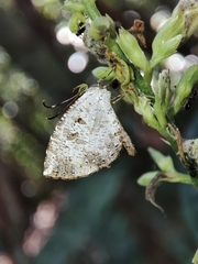 Allotinus substrigosus