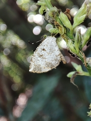 Allotinus substrigosus