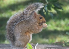 Sciurus carolinensis