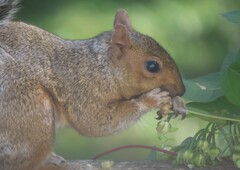 Sciurus carolinensis
