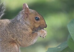 Sciurus carolinensis