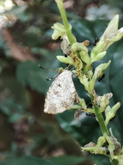 Allotinus substrigosus