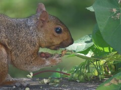 Sciurus carolinensis