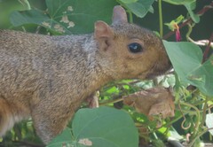 Sciurus carolinensis