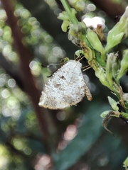 Allotinus substrigosus