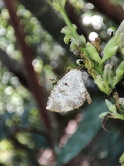 Allotinus substrigosus