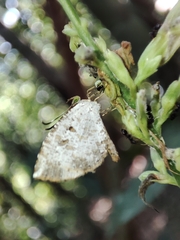 Allotinus substrigosus