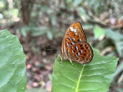 Taxila haquinus berthae