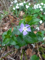Vinca minor
