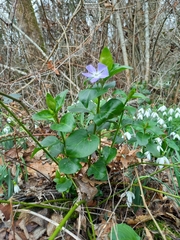 Vinca minor