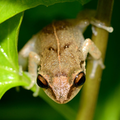 Eleutherodactylus johnstonei