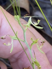 Arthrochilus prolixus