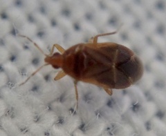 Cardiastethus fasciiventris