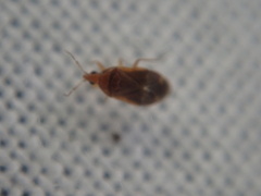 Cardiastethus fasciiventris