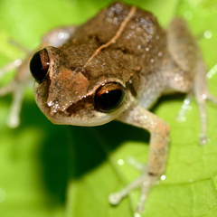 Eleutherodactylus johnstonei