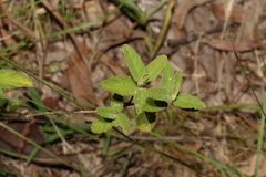 Sida hackettiana