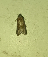 Tortricodes alternella