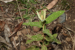 Sida hackettiana