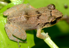 Eleutherodactylus johnstonei
