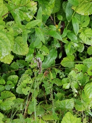 Plectranthus fruticosus