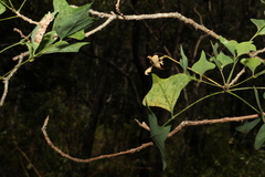 Erythrina vespertilio