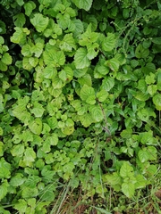 Plectranthus fruticosus