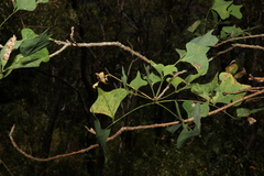 Erythrina vespertilio