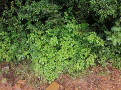 Plectranthus fruticosus