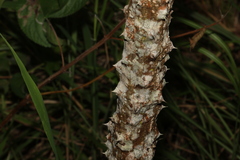 Erythrina vespertilio