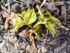 Angelica archangelica