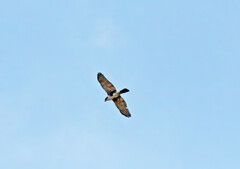 Accipiter melanoleucus