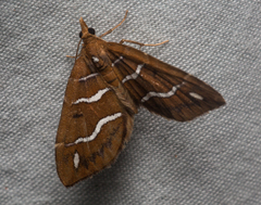 Chaetolopha niphosticha