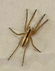Neoctenus