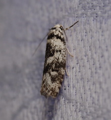 Lichenaula onychotypa