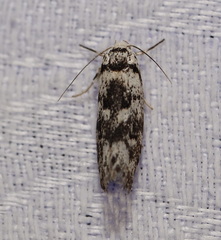 Lichenaula onychotypa