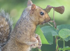 Sciurus carolinensis