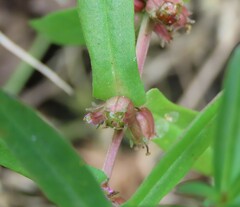 Ammannia robusta