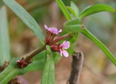 Ammannia robusta