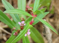 Ammannia robusta