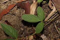 Flemingia parviflora