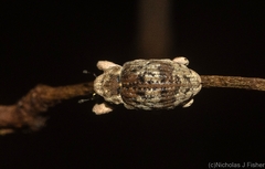 Cryptorhynchini