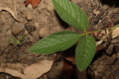 Flemingia parviflora