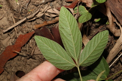 Flemingia parviflora